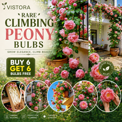 🌸 Rare Climbing Peony Bulbs🪴Big Full Blooms, Cold Hardy Perennial, Easy to Grow Garden Favorite🔥Buy 6 Get 6 Free Bulbs🔥