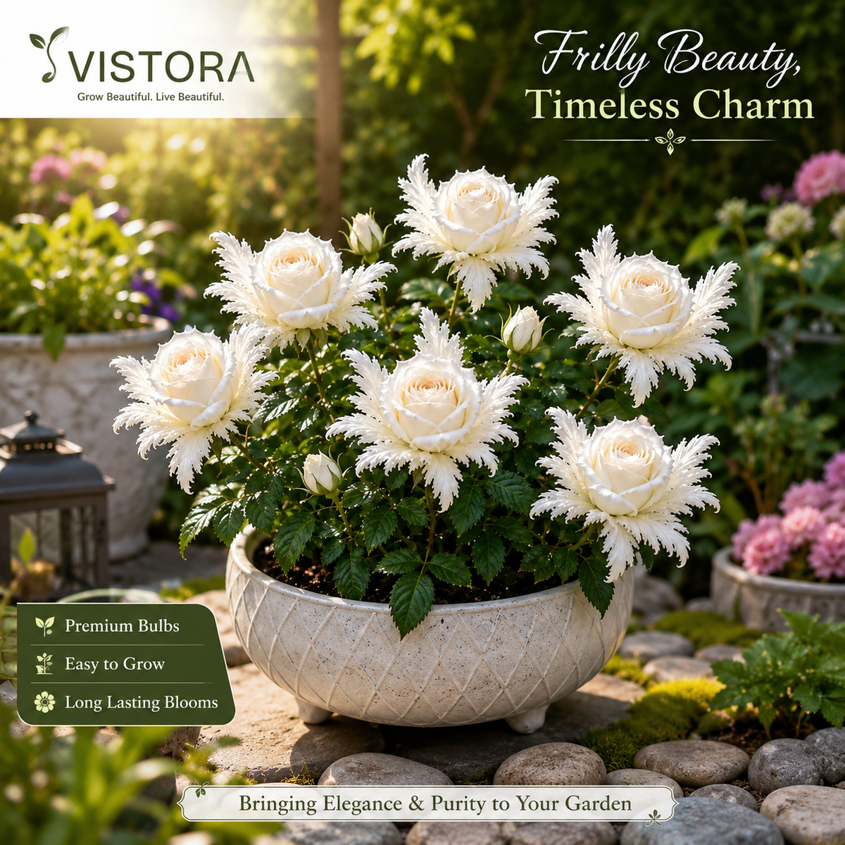 🌹Discover the Magic of Angel Wing Roses Bulbs – Unique Petals, Endless Blooms🔥Buy 6 Get 6 Free Bulbs🔥
