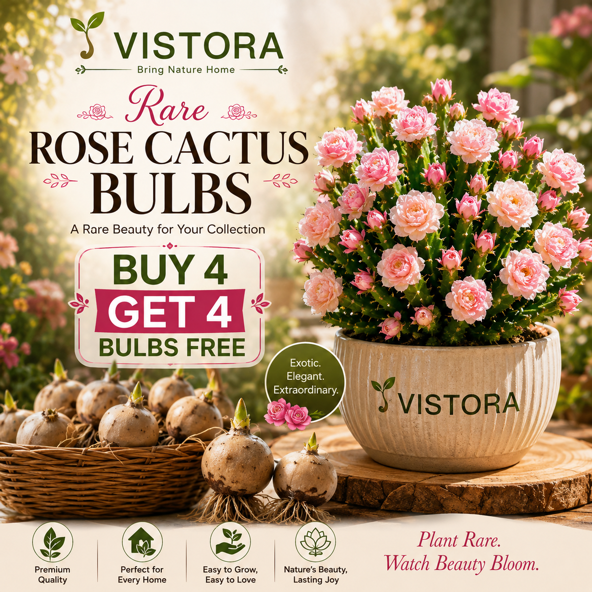 🌵🌹 Wait… Are Those Roses Growing on a Cactus? – Rare Rose Bloom Cactus• Easy-Care •perpetual bloom🌹Buy 4 Get 4 Free Bulbs🌹100gm Soil Free🌹