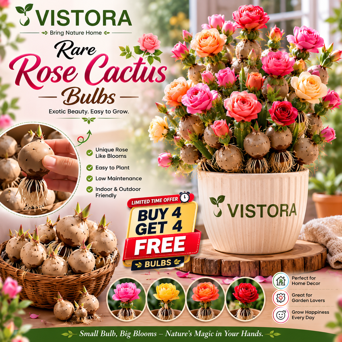 🌵🌹 Wait… Are Those Roses Growing on a Cactus? – Rare Rose Bloom Cactus• Easy-Care •perpetual bloom🌹Buy 4 Get 4 Free Bulbs🌹100gm Soil Free🌹