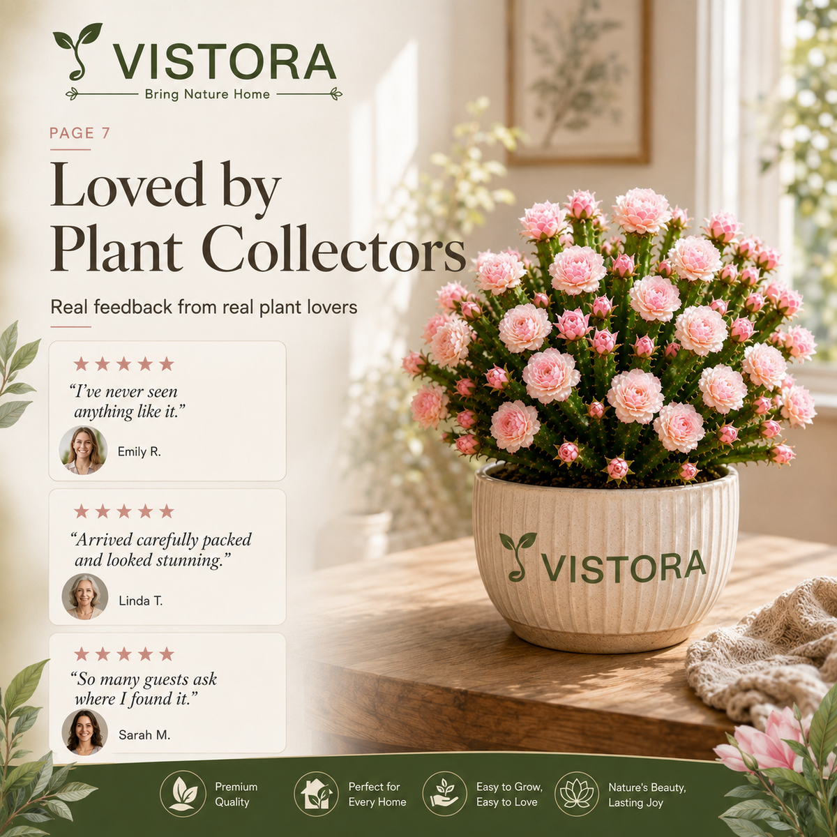 🌵🌹 Wait… Are Those Roses Growing on a Cactus? – Rare Rose Bloom Cactus• Easy-Care •perpetual bloom🌹Buy 4 Get 4 Free Bulbs🌹100gm Soil Free🌹