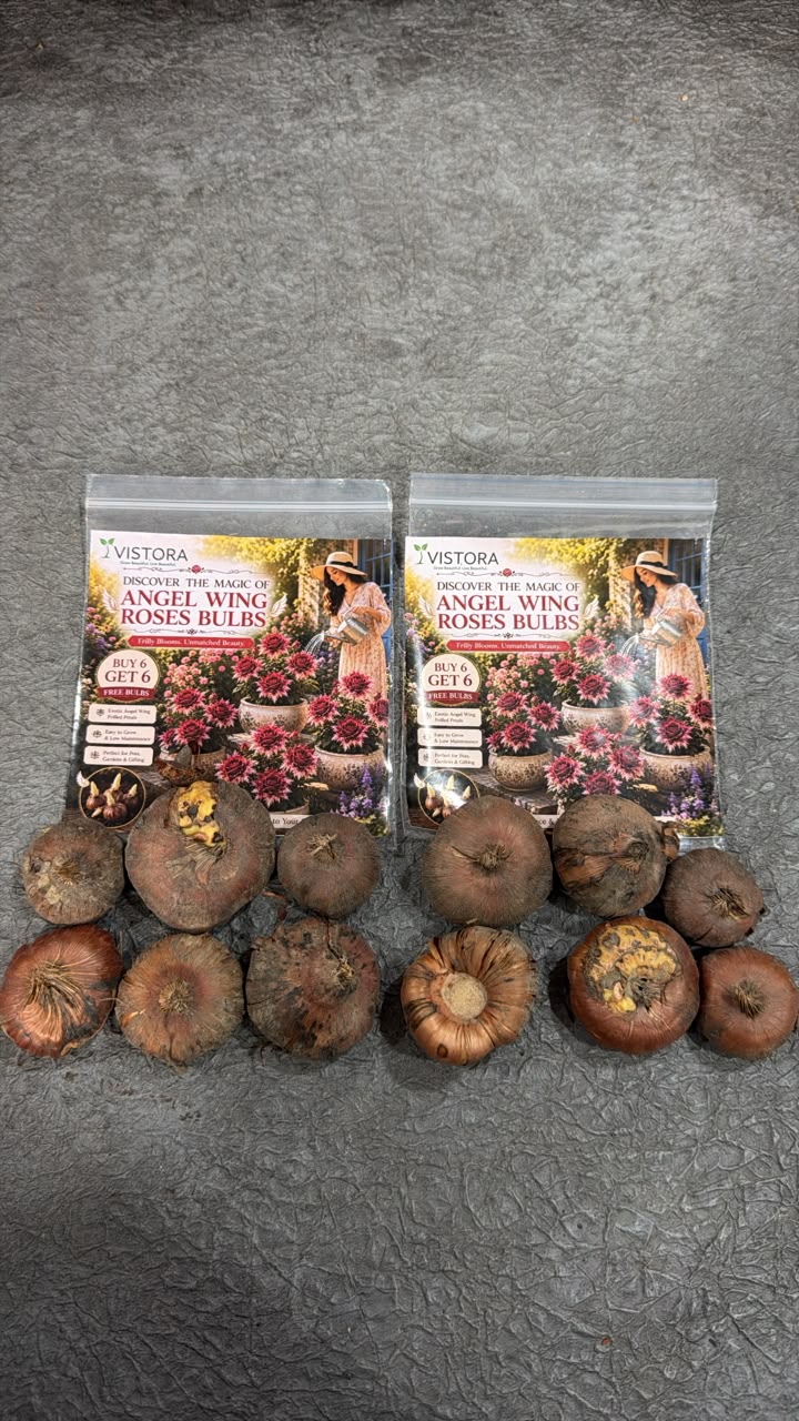 Discover the Magic of Angel Wing Roses Bulbs (Pack Of 12)
