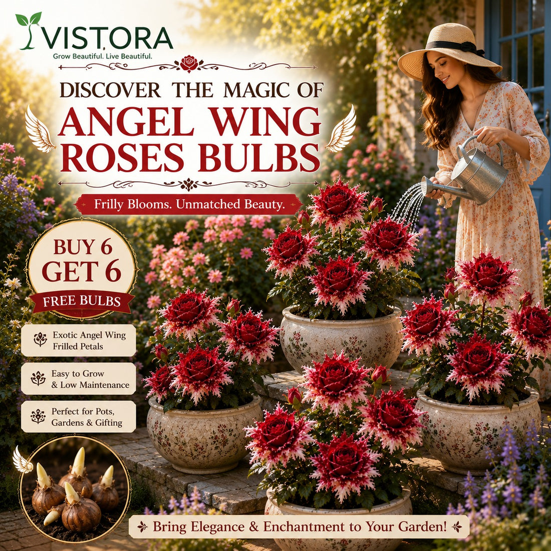 Discover the Magic of Angel Wing Roses Bulbs (Pack Of 12)