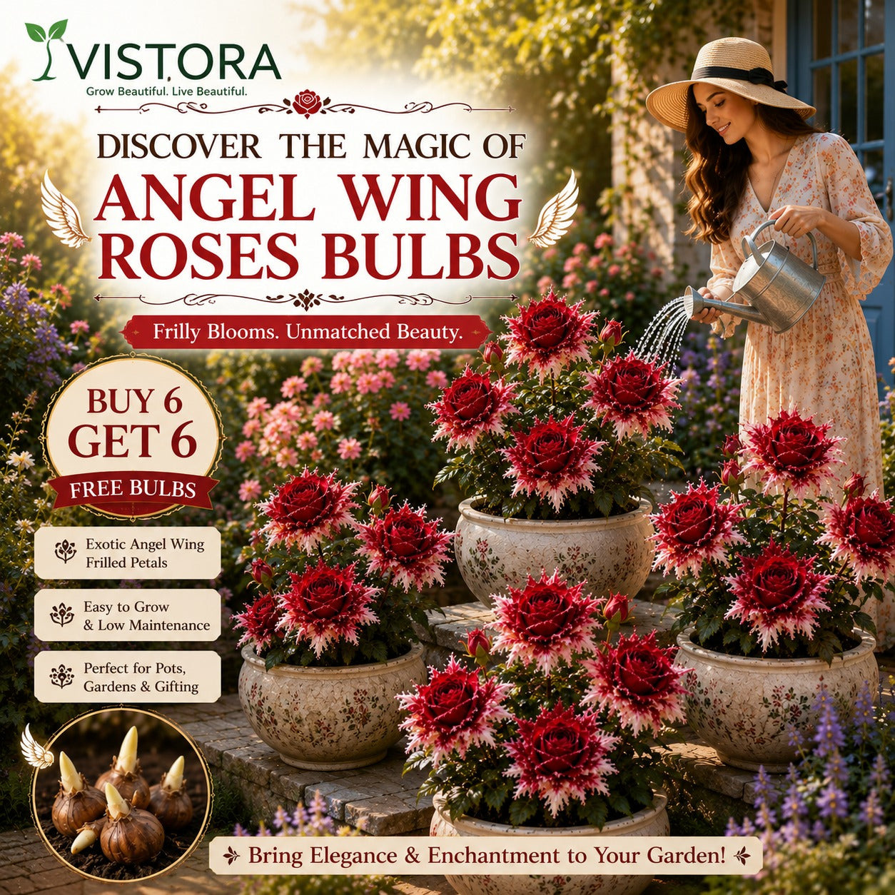 Discover the Magic of Angel Wing Roses Bulbs (Pack Of 12)