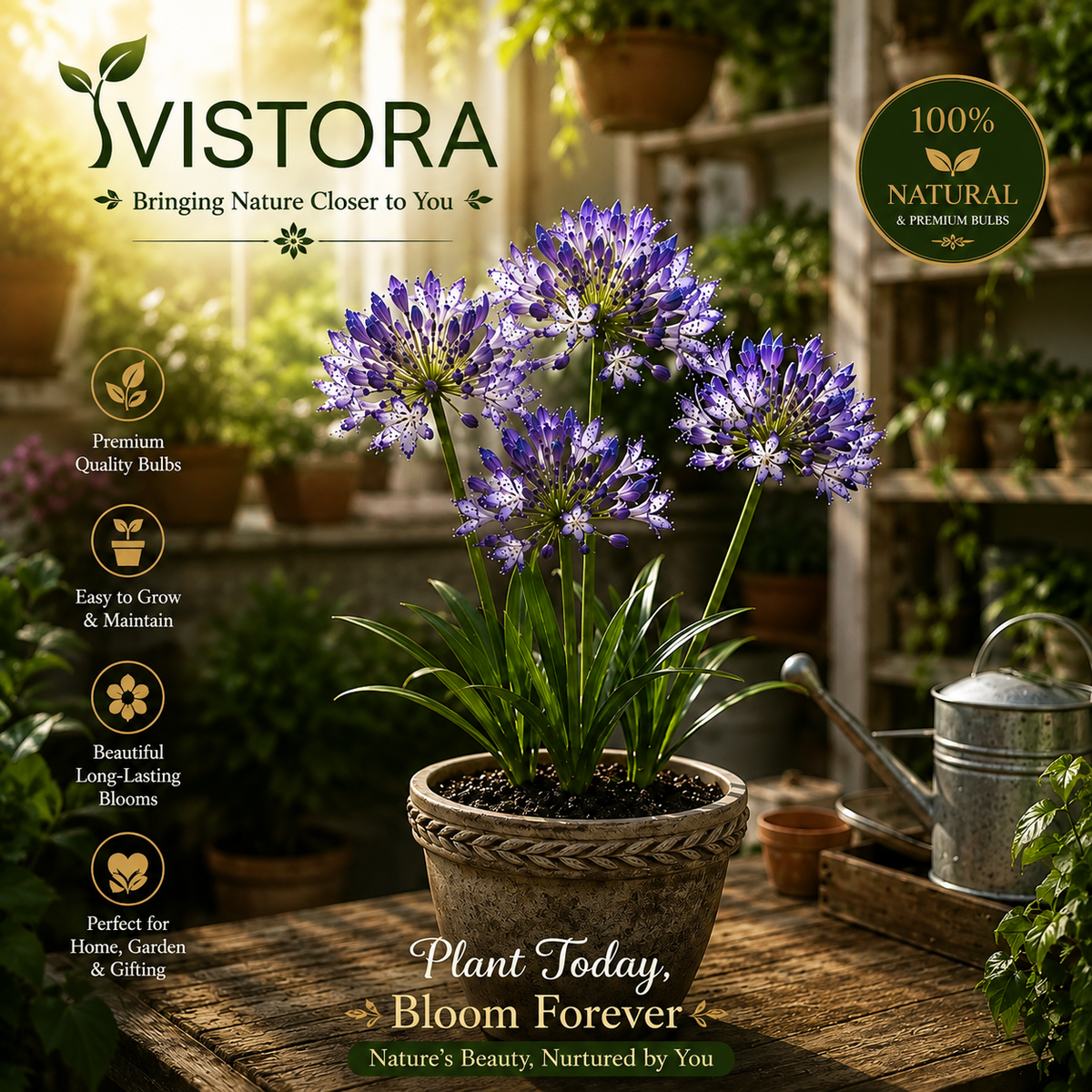 🏠🌸 Celestial Lace Agapanthus Bulbs 🌿 Elegant Blooms, Easy to Grow 🌸Buy 6 Get 6 Free Bulbs🌸