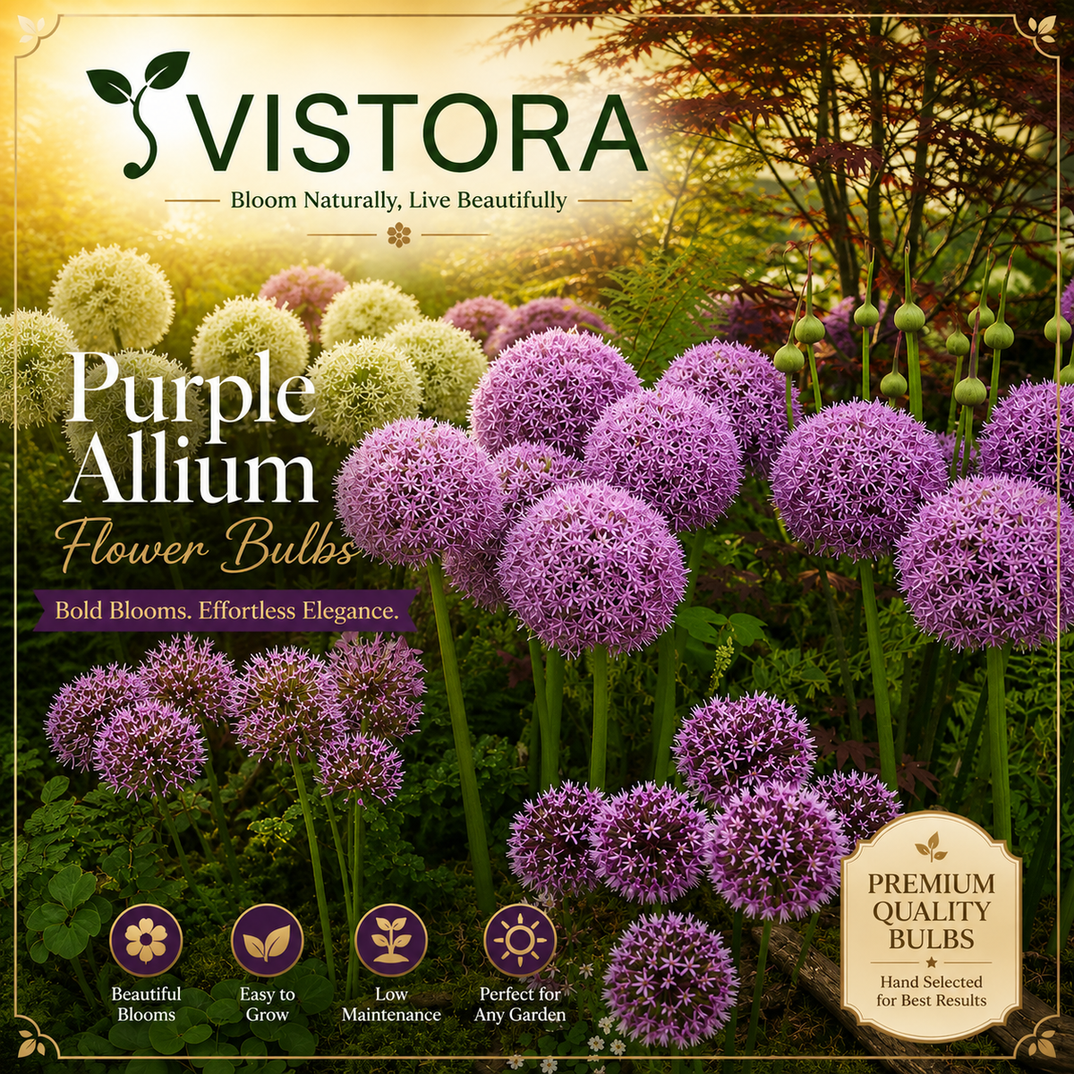 🌸 Giant Allium Bulbs 🌸 Giganteum Ornamental Onion Flower Bulbs 🌸 Buy 6 Get 6 Free Bulbs 🌸