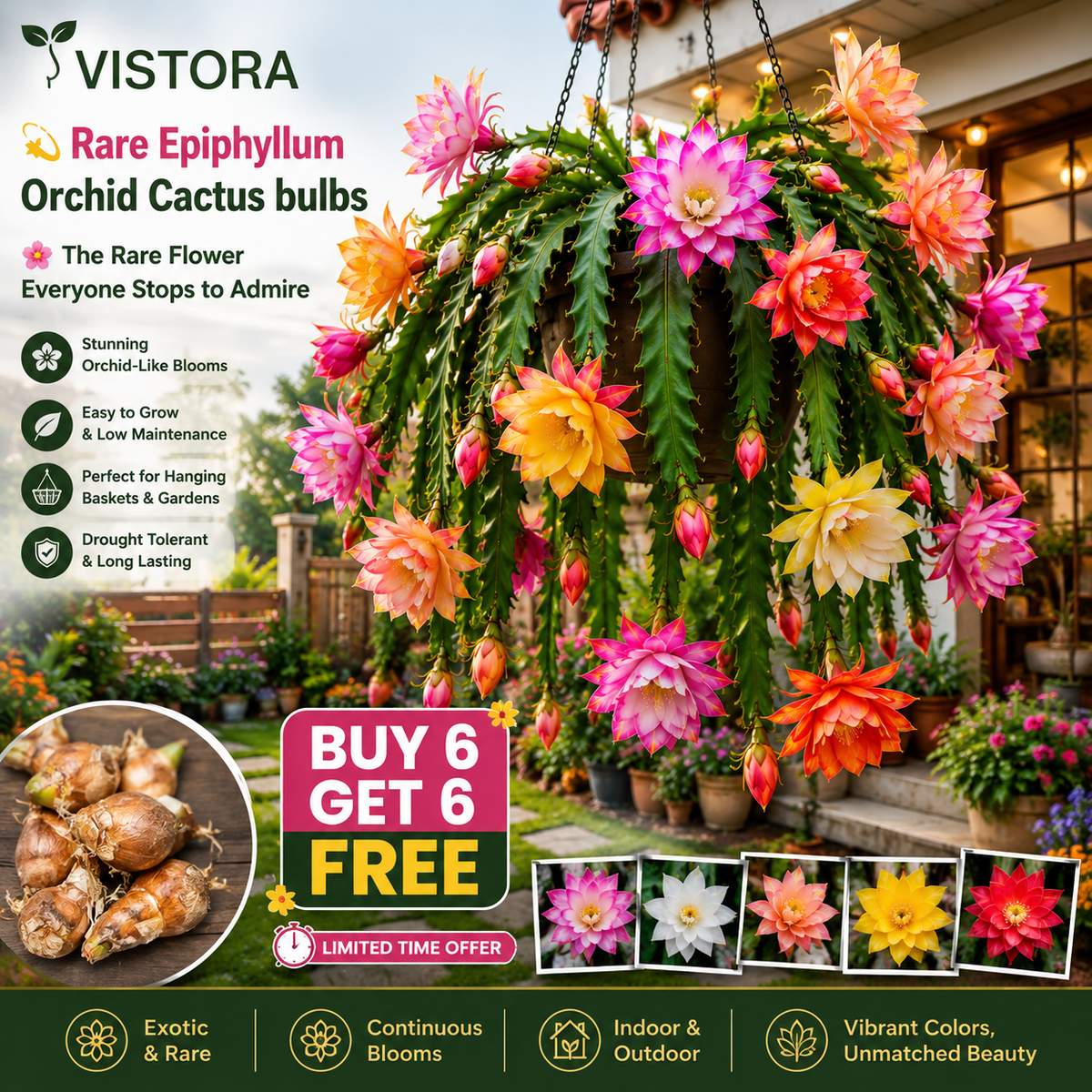 💫 Rare Epiphyllum Orchid Cactus Bulbs 🌸 The Rare Flower Everyone Stops to Admire 🔥Buy 6 Get 6 Free Bulbs🔥