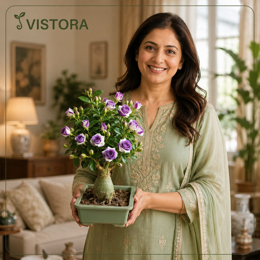 vistoraa.co