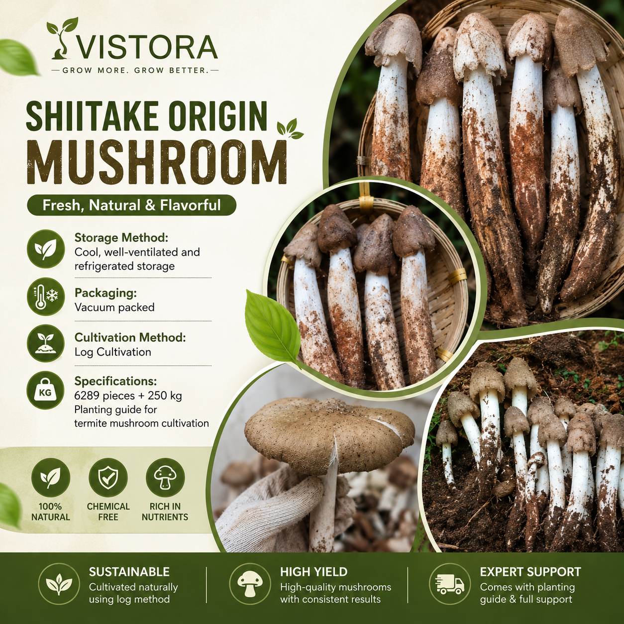 🥳2026 HOT SALE🥳💞50K+ SOLD!✨Premium Organic Mushroom Harvest Grow Kit Seeds – Buy 1 Get 1 Free Special Pack