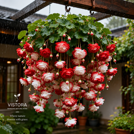 vistoraa.co