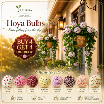 ✨Hoya Bulbs- Stars falling from the sky✨ | 🔥Buy 4 Get 4 Free Bulbs🔥