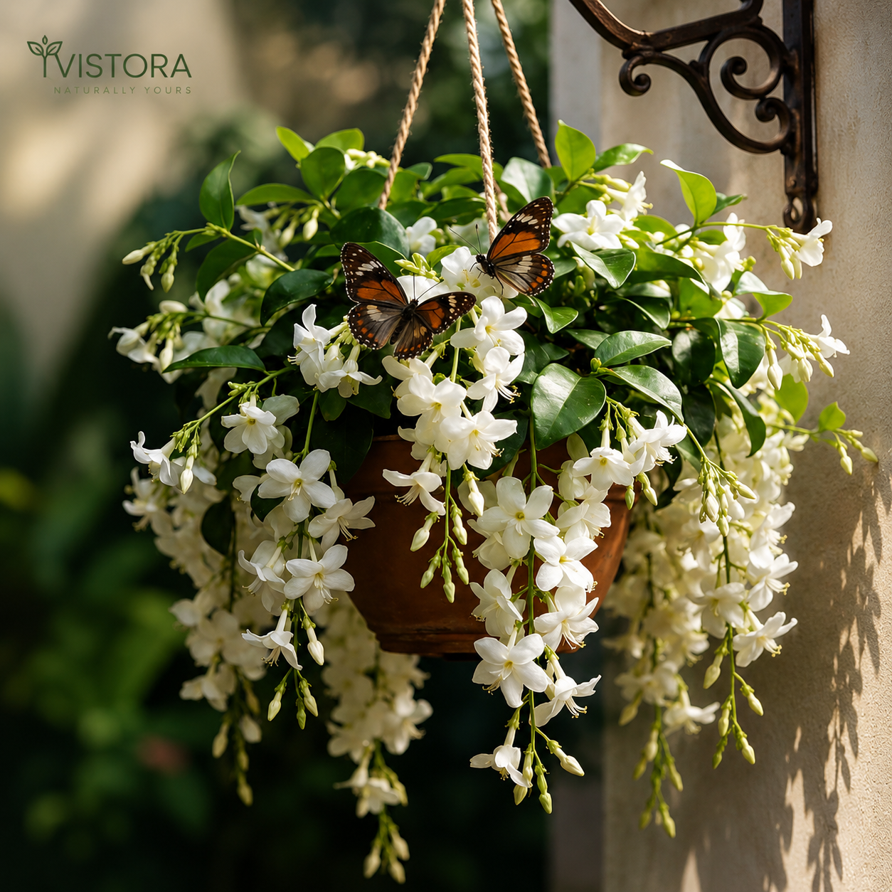 💐 MIDNIGHT PERFUME - WEEPING JASMINE SEEDS 💐🌸 Buy 1 Get 1 Free 🌸