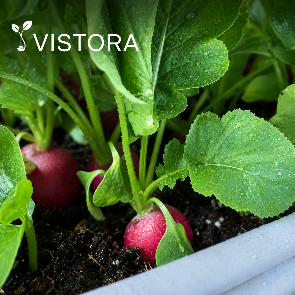 🍒🌱 MINI CHERRY RADISH SEEDS 🌱🍒🌿 BUY 1 GET 1 FREE 🌿🍒