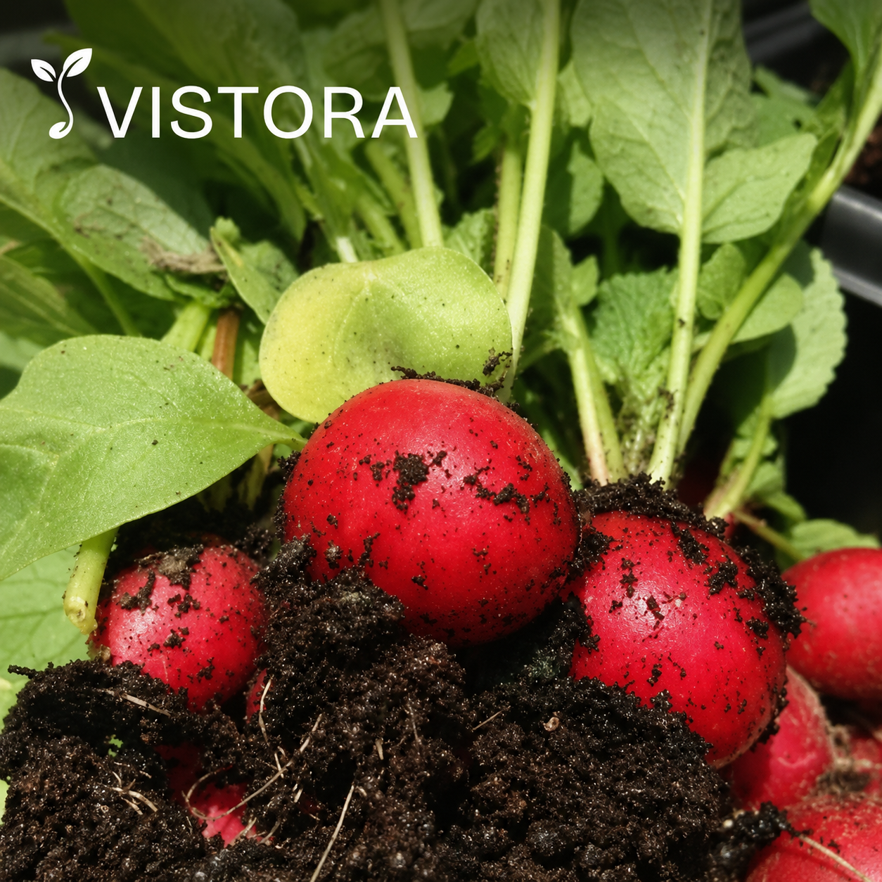 🍒🌱 MINI CHERRY RADISH SEEDS 🌱🍒🌿 BUY 1 GET 1 FREE 🌿🍒