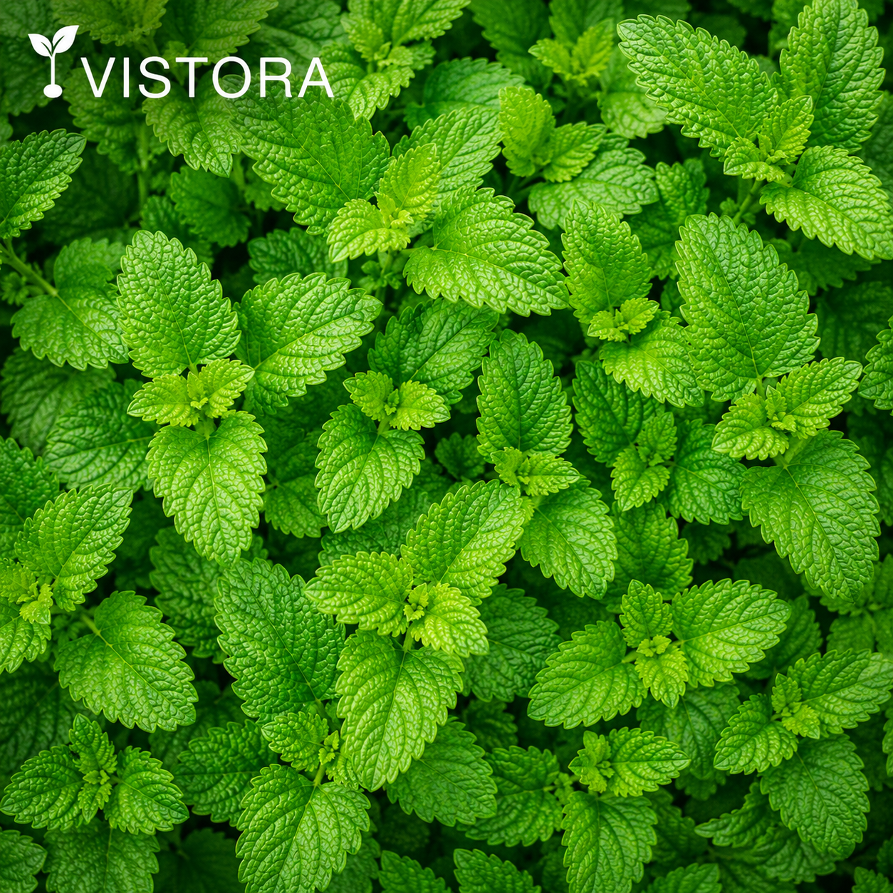 🌿 Mint Seeds – Fresh, Healthy & Easy to Grow | 🔥Buy 1 Get 1 Free🔥