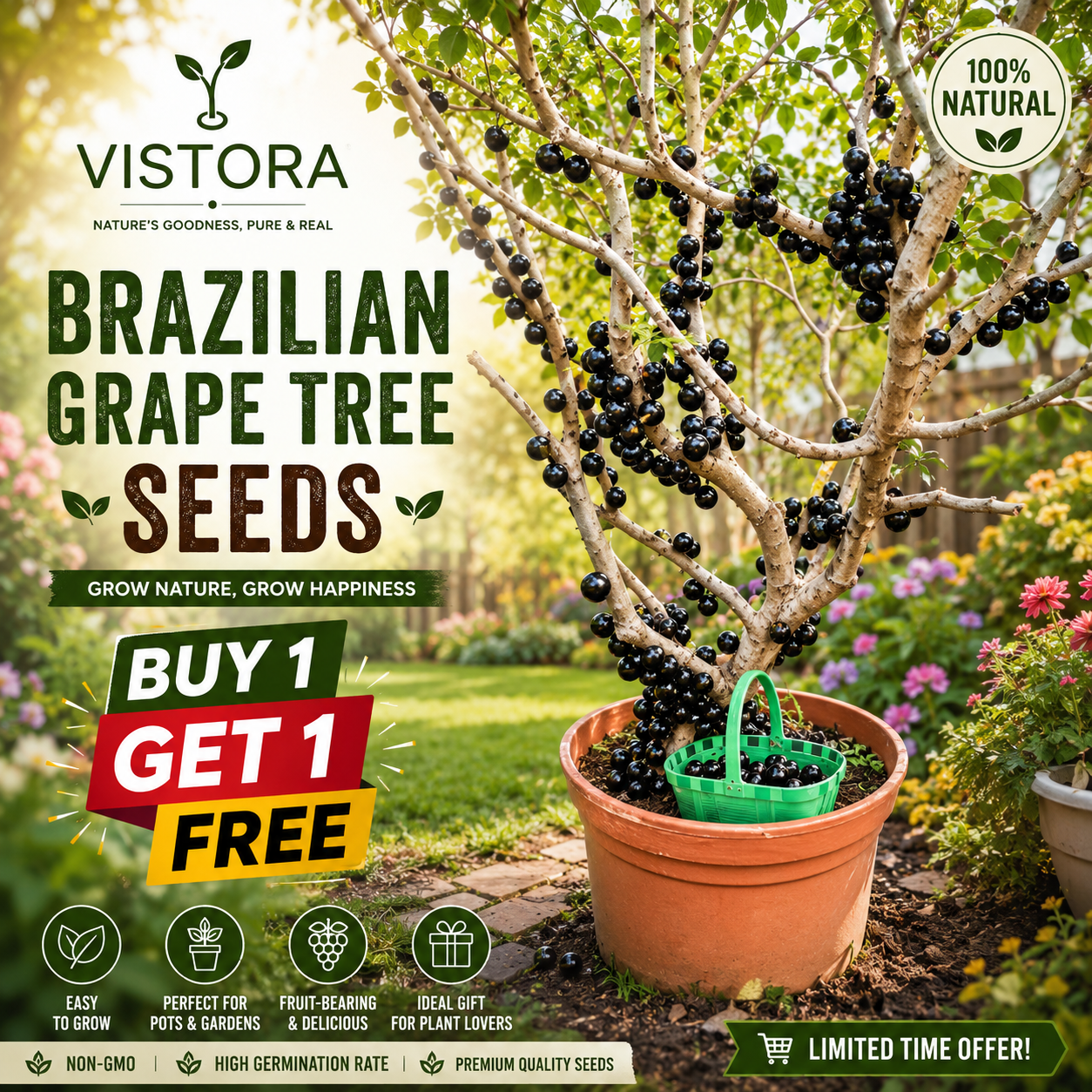 🌱BUY 1 GET 1 FREE BRAZILIAN GRAPE TREE SEEDS 🌱🍇 Exotic Fruit Plant Starter for Home Garden 🍇