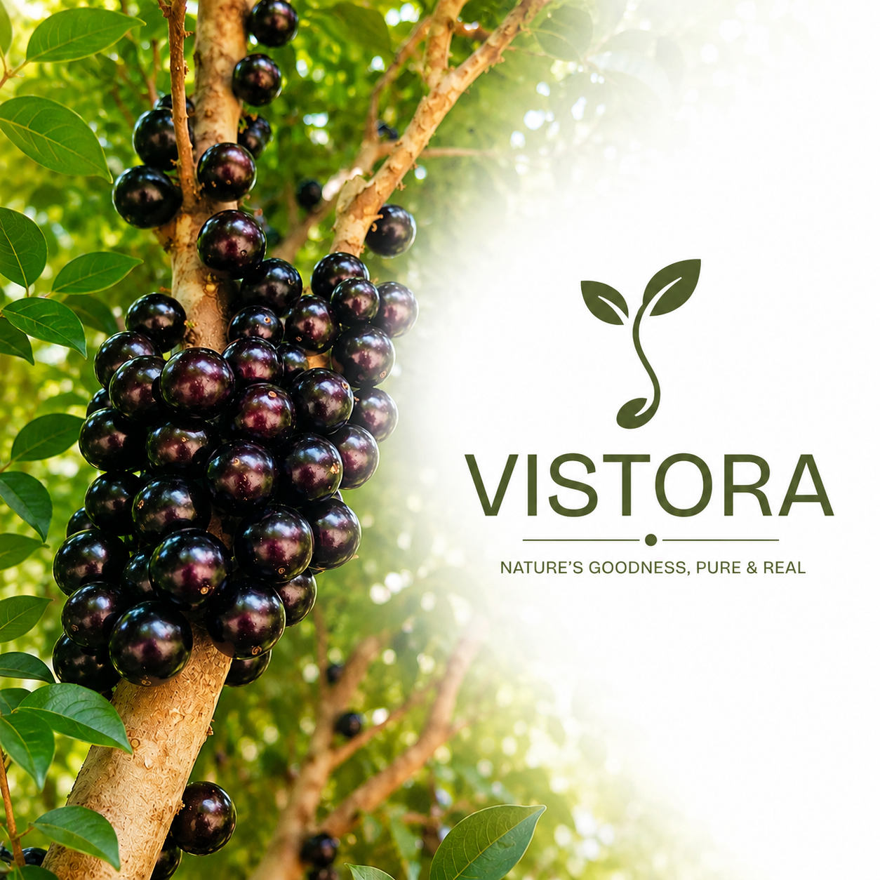 🌱BUY 1 GET 1 FREE BRAZILIAN GRAPE TREE SEEDS 🌱🍇 Exotic Fruit Plant Starter for Home Garden 🍇