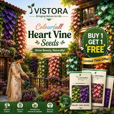 💜Colourfull Heart Vine Seeds–Vibrant Climbing Beauty 🌿✨🔥Buy 1 Get 1 Free🔥