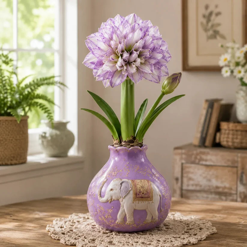 🔥 No Soil! No Water! Just Blooms! 🌺 Watch These Waxed Amaryllis Bulbs Come to Life!🌺 Buy 3 Get 3 Free Bulbs🌺