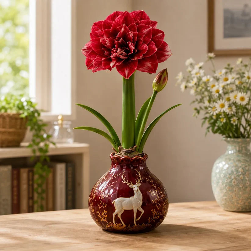 🔥 No Soil! No Water! Just Blooms! 🌺 Watch These Waxed Amaryllis Bulbs Come to Life!🌺 Buy 3 Get 3 Free Bulbs🌺